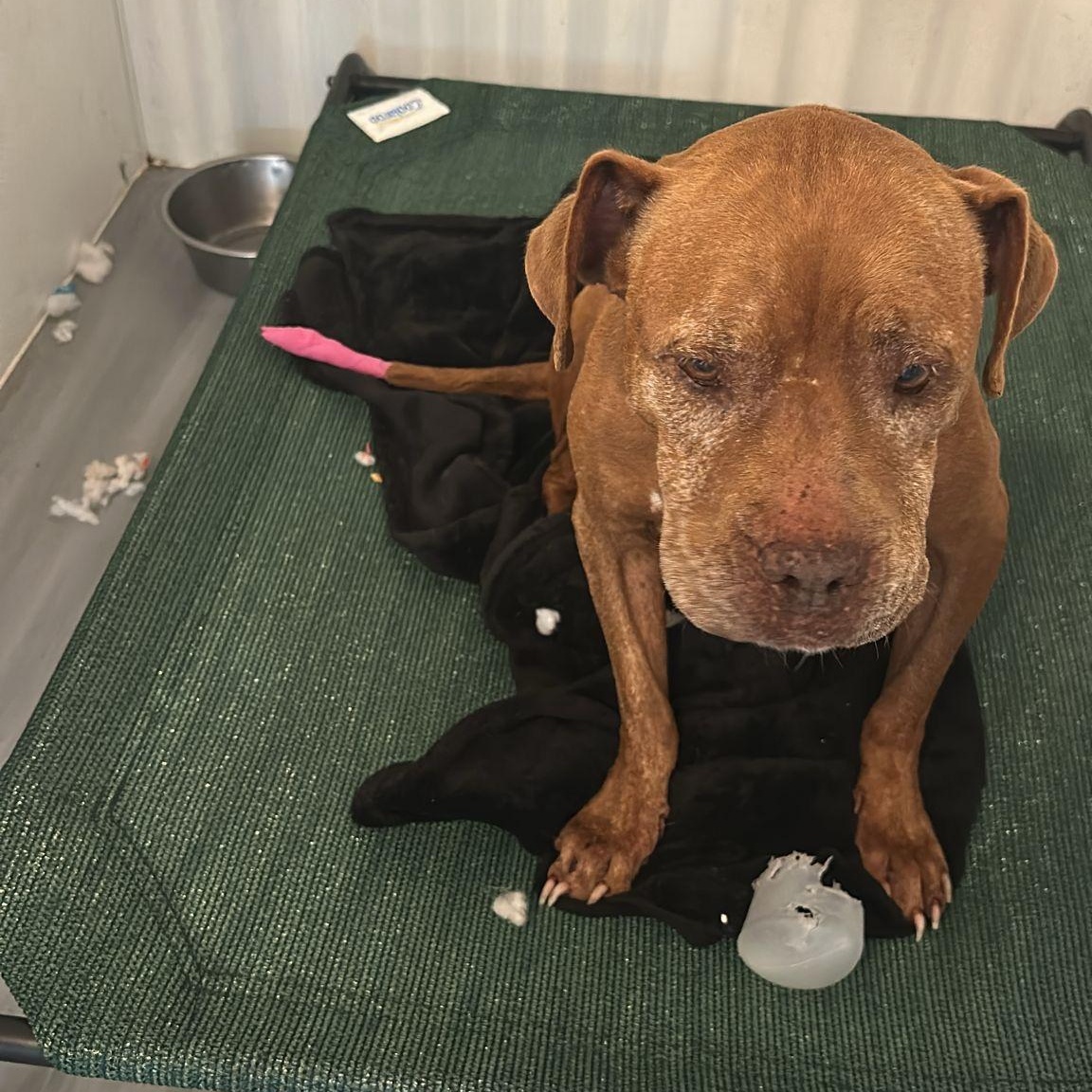 Cider — thumbnail 5