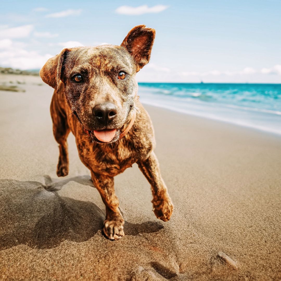 Pretty Penny, a Adoptable mixed breed in Salem , NH image 1/6