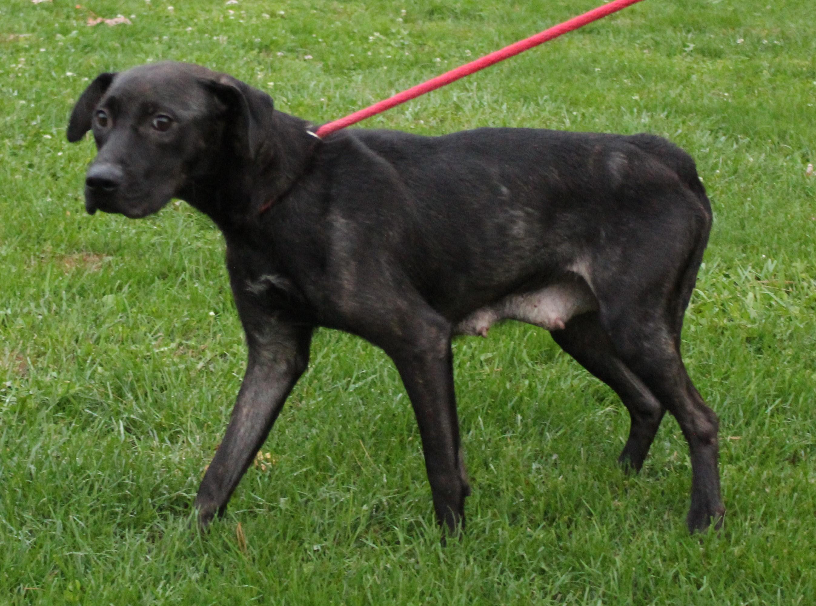 Beatrice (9247), a Adoptable mixed breed in Heath, OH image 1/2