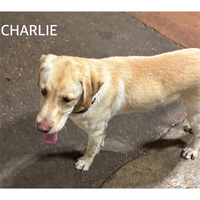 Charlie, Adult Male unknown