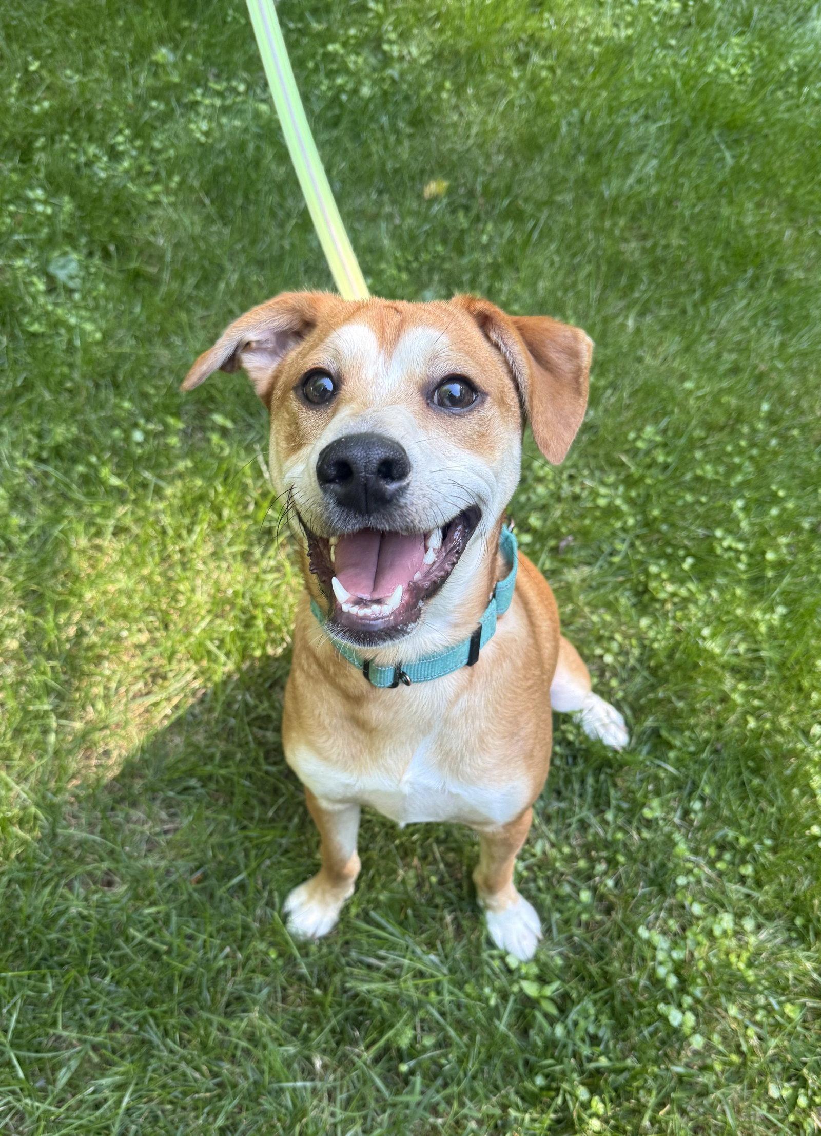 Shaggy, Adoptable, Young Male Feist.