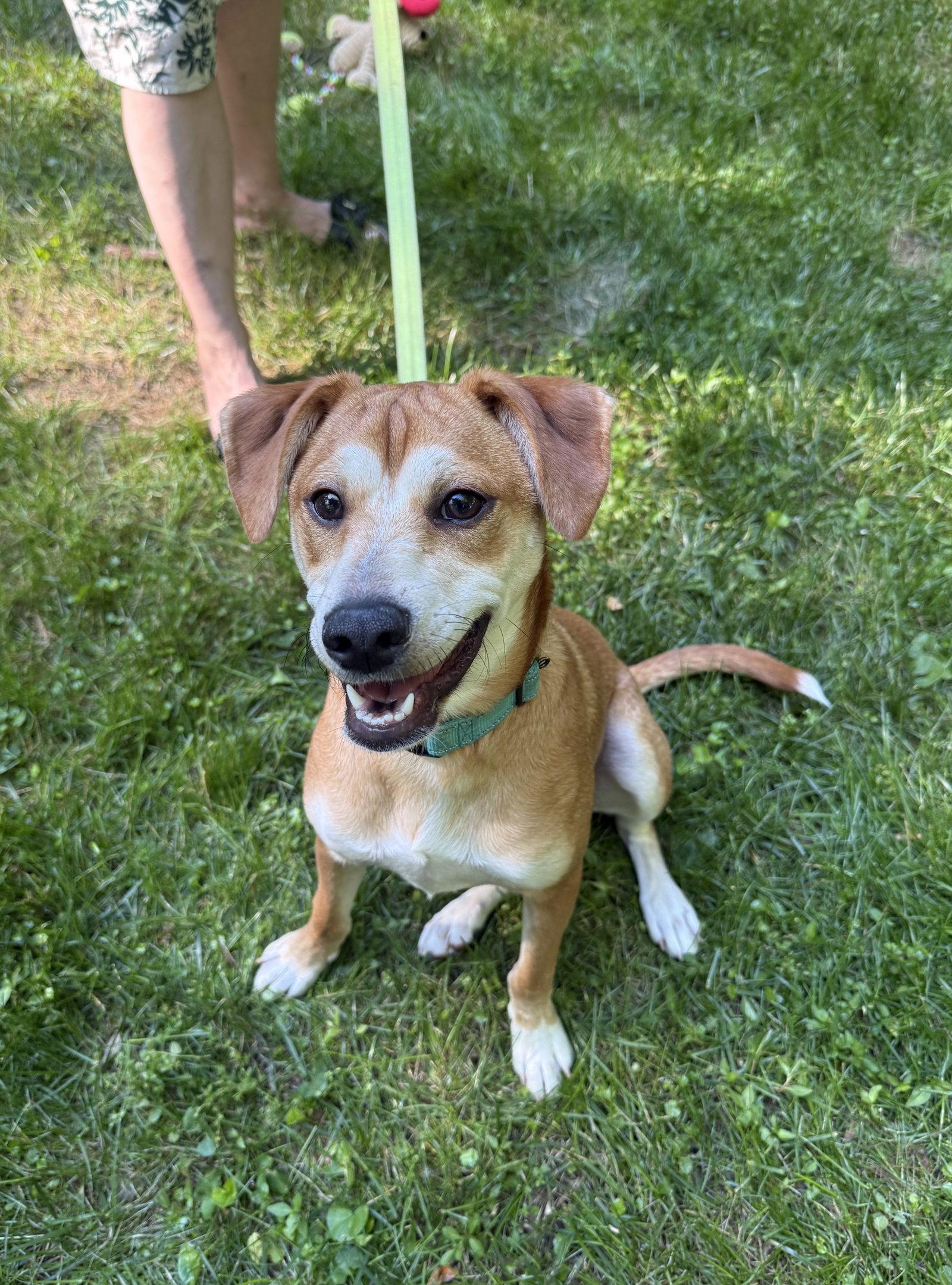 Shaggy, a Adoptable Feist in Arlington, VA image 2/3