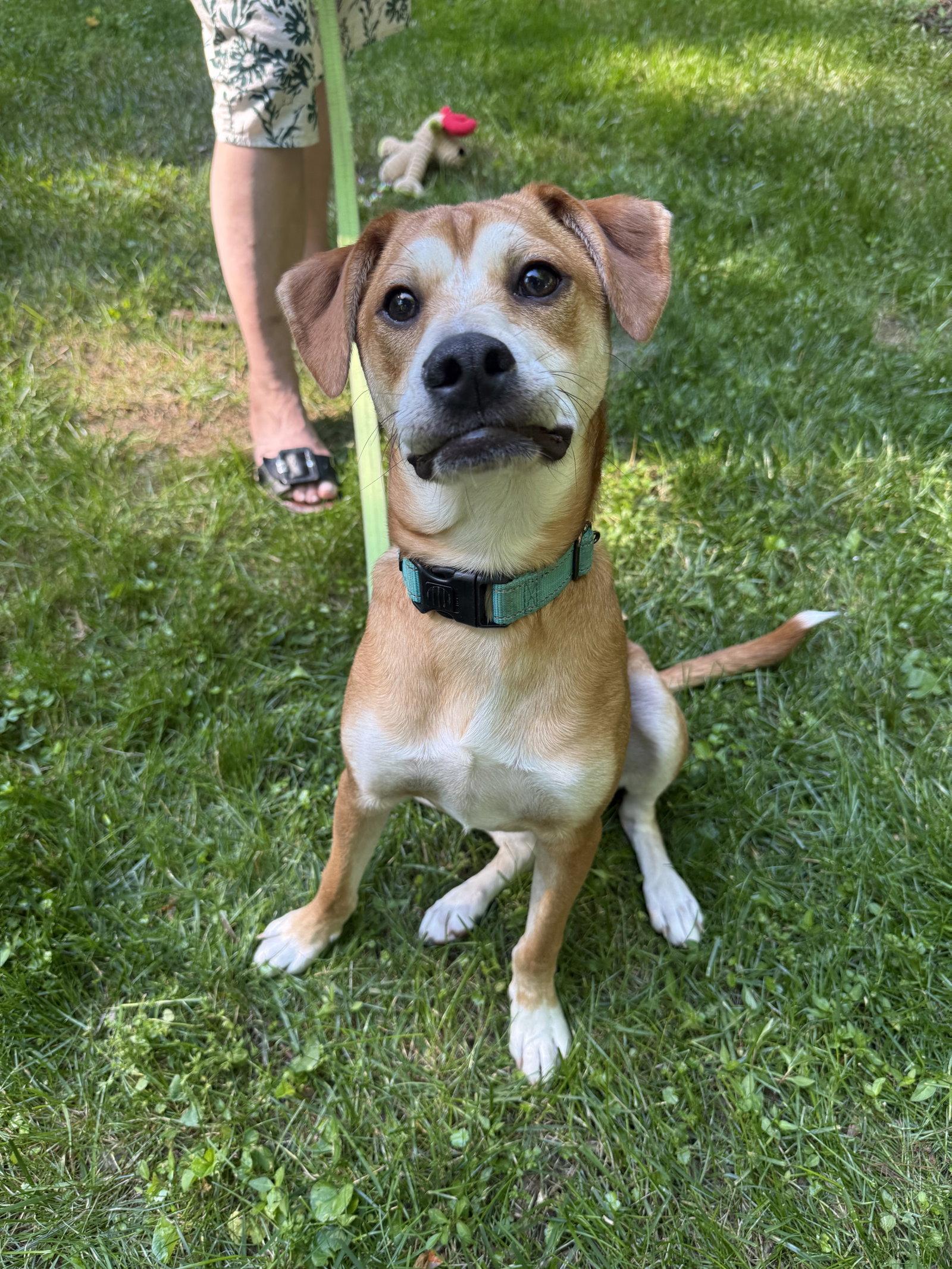 Shaggy, a Adoptable Feist in Arlington, VA image 3/3
