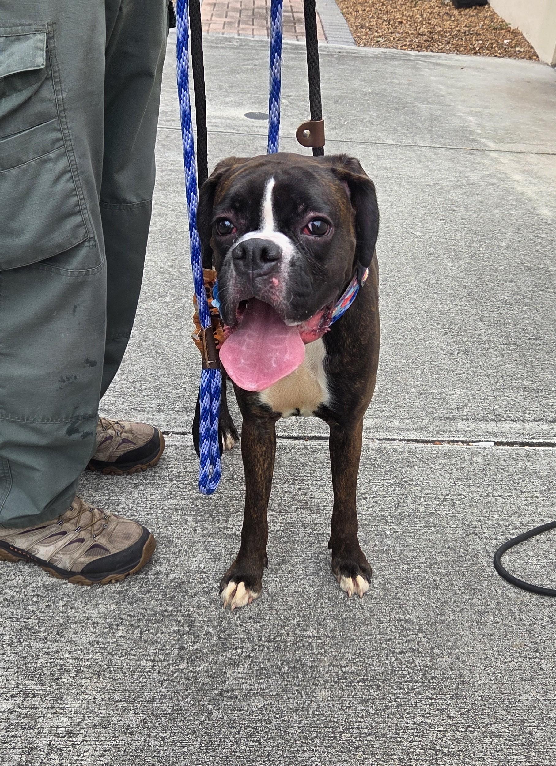 Enlarge Shadow, a ADOPTABLE Boxer in Fort Lauderdale, FL image 2/4