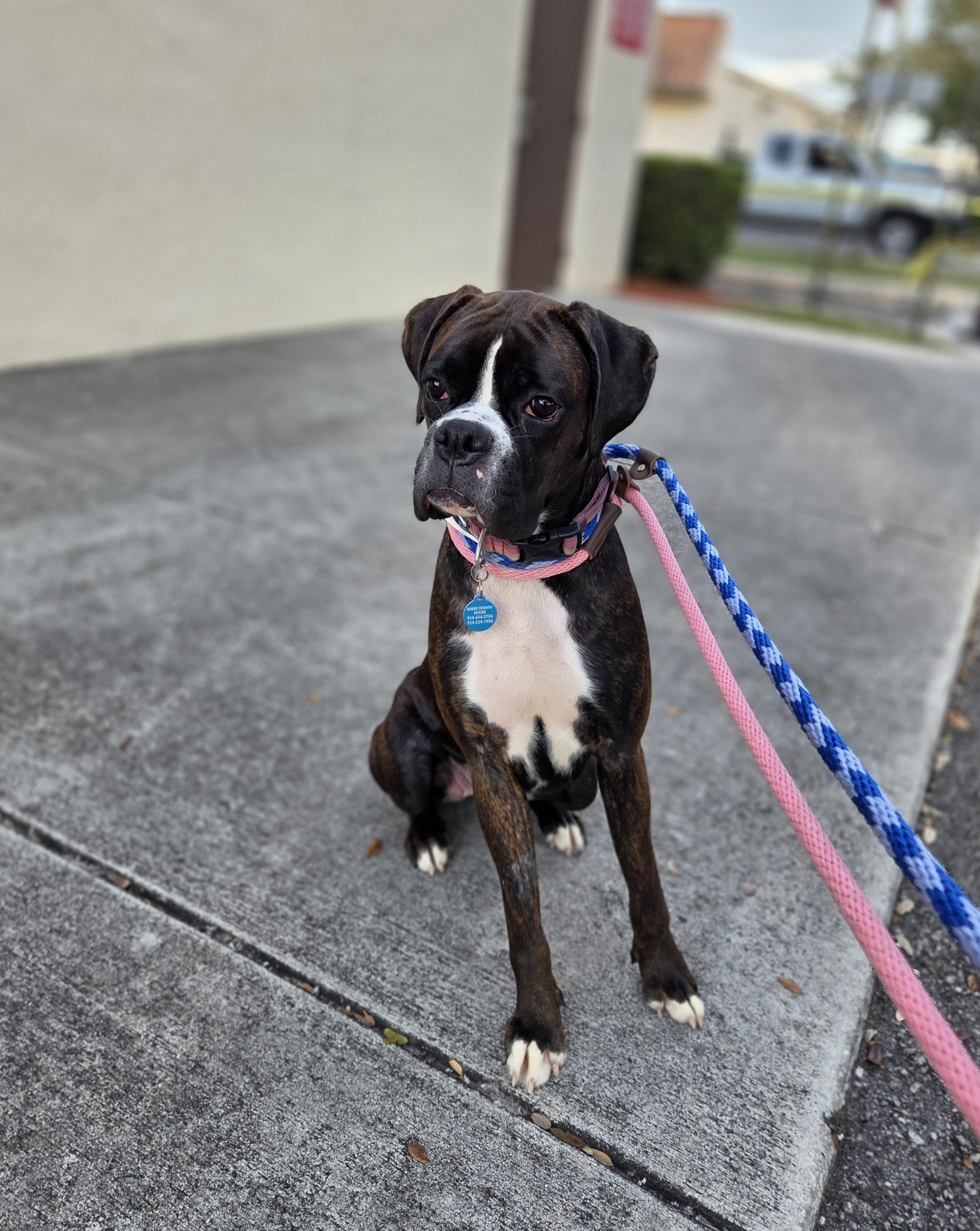 Enlarge Shadow, a ADOPTABLE Boxer in Fort Lauderdale, FL image 1/4