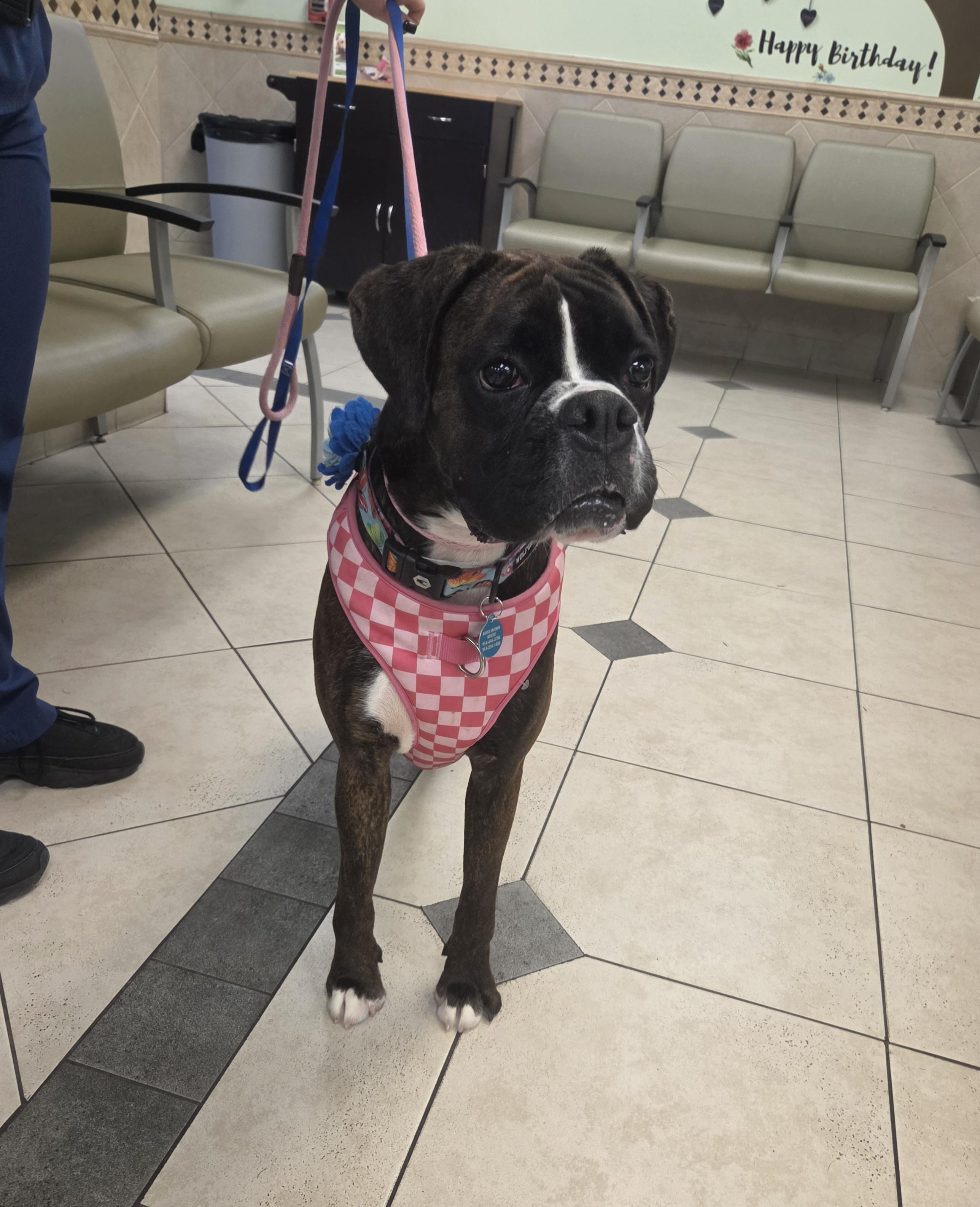 Enlarge Shadow, a ADOPTABLE Boxer in Fort Lauderdale, FL image 2/4