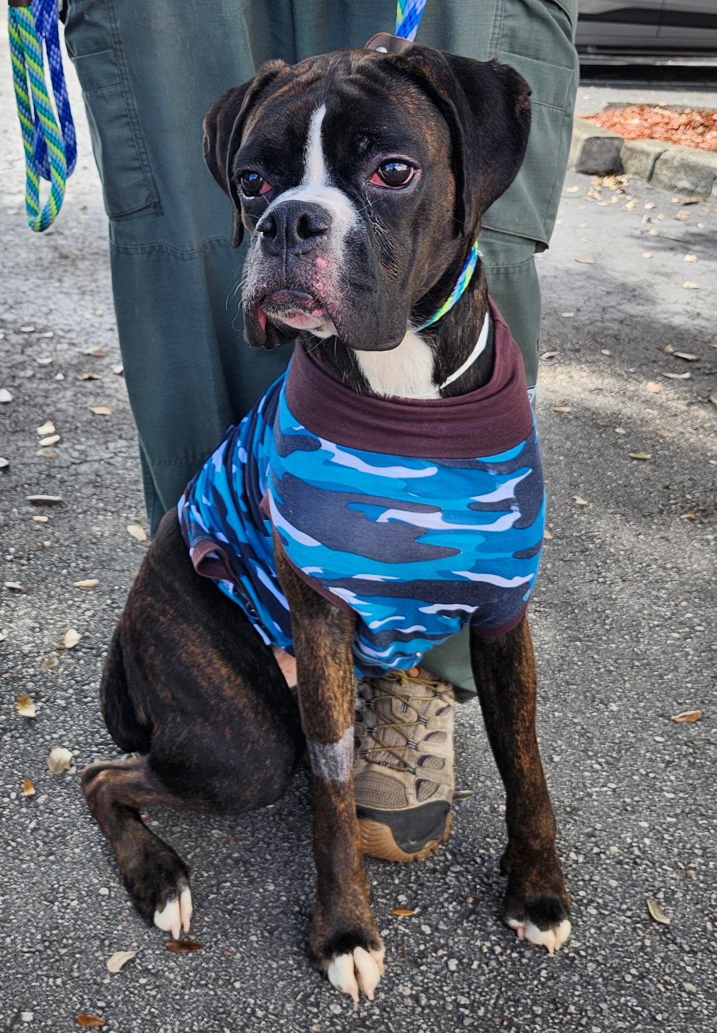 Enlarge Shadow, a ADOPTABLE Boxer in Fort Lauderdale, FL image 1/4