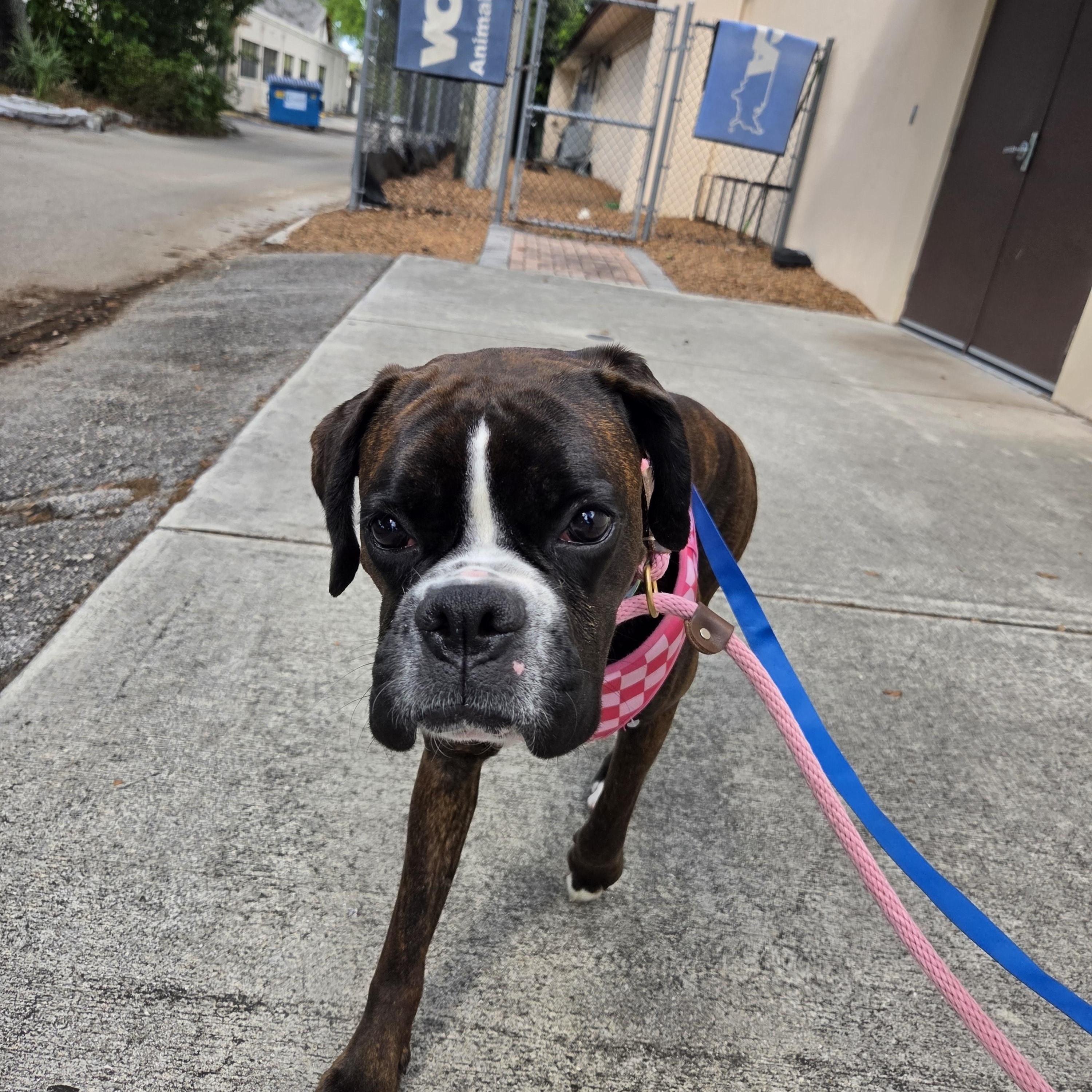 Enlarge Shadow, an adoption pending Boxer in Fort Lauderdale, FL image 4/5