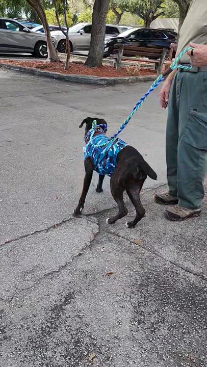 Enlarge Shadow, a ADOPTABLE Boxer in Fort Lauderdale, FL video 4/4