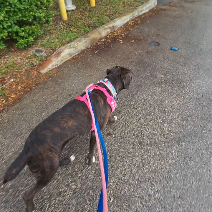 Enlarge Shadow, an adoption pending Boxer in Fort Lauderdale, FL video 3/5
