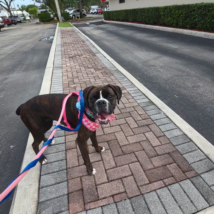 Enlarge Shadow, an adoption pending Boxer in Fort Lauderdale, FL video 5/5