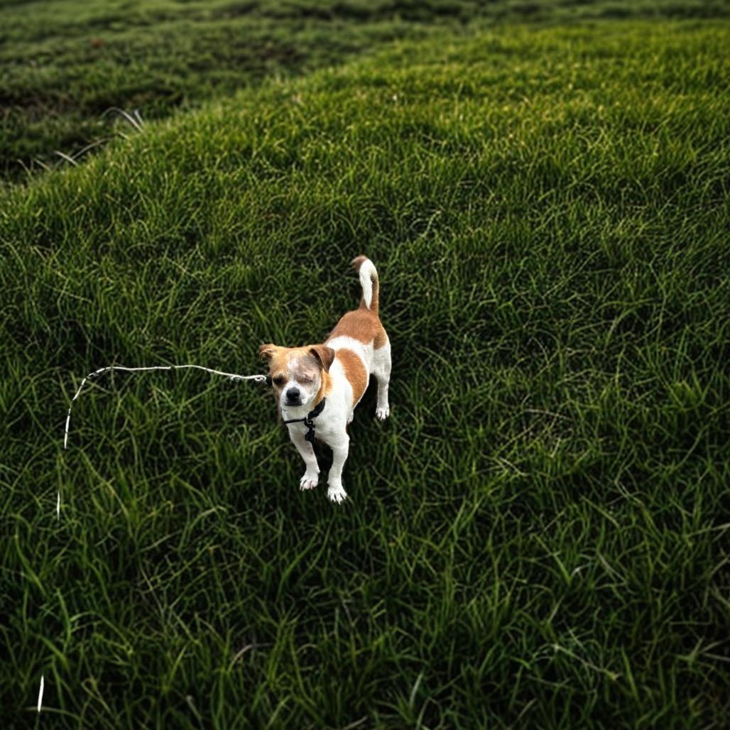 Enlarge Ranger, a Adoptable mixed breed in Brownsville, TX image 3/4