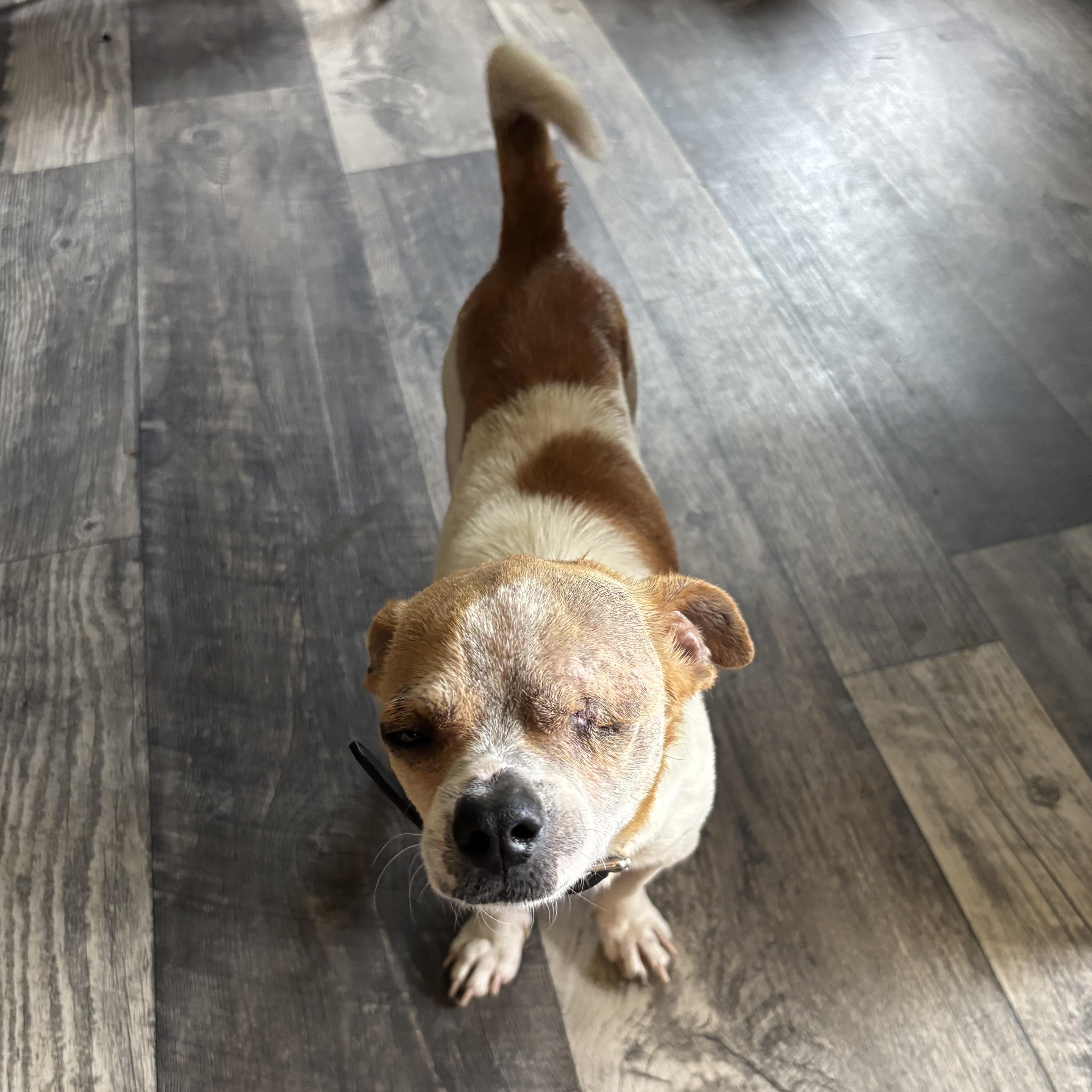 Enlarge Ranger, a Adoptable mixed breed in Brownsville, TX image 4/4