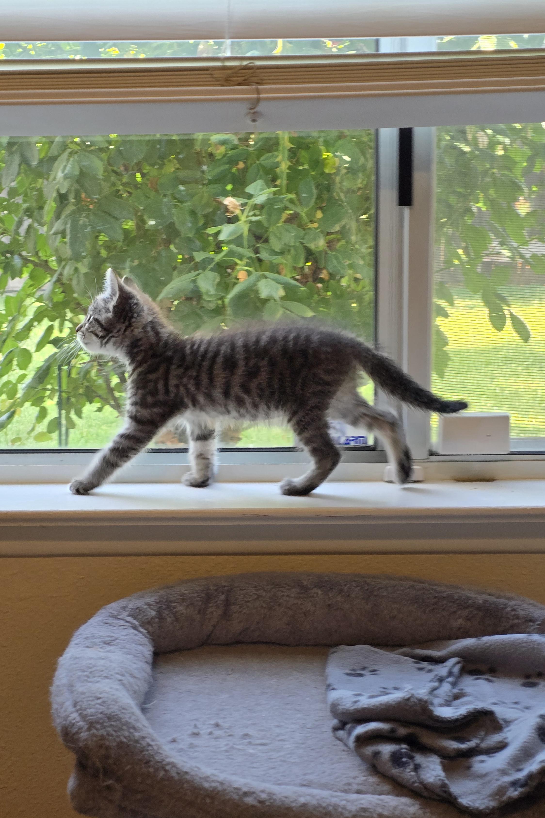 Cloud, Adoptable, Kitten Female Tabby.