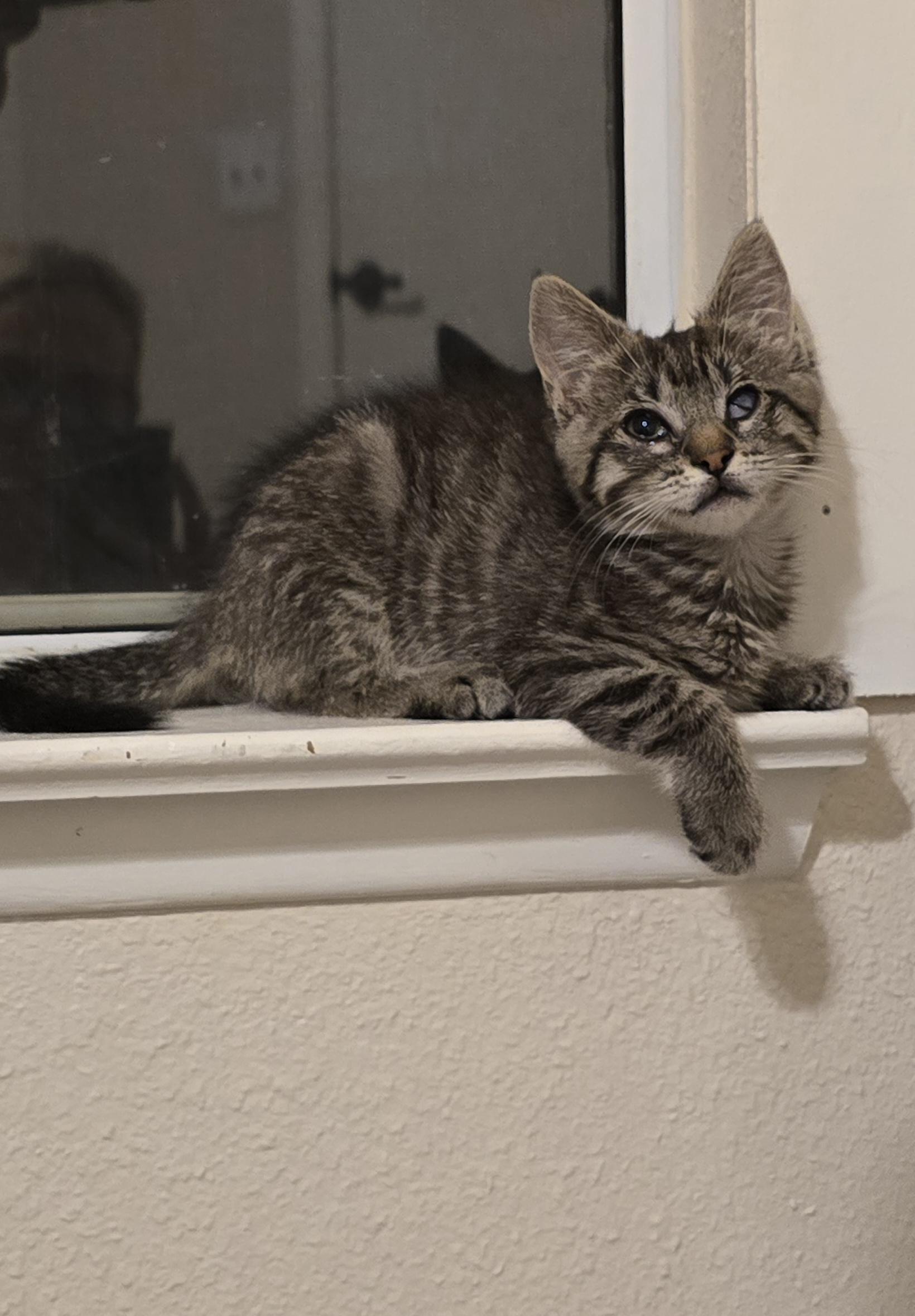 Enlarge Cloud, a Adoptable Tabby in Fresno, CA image 2/5