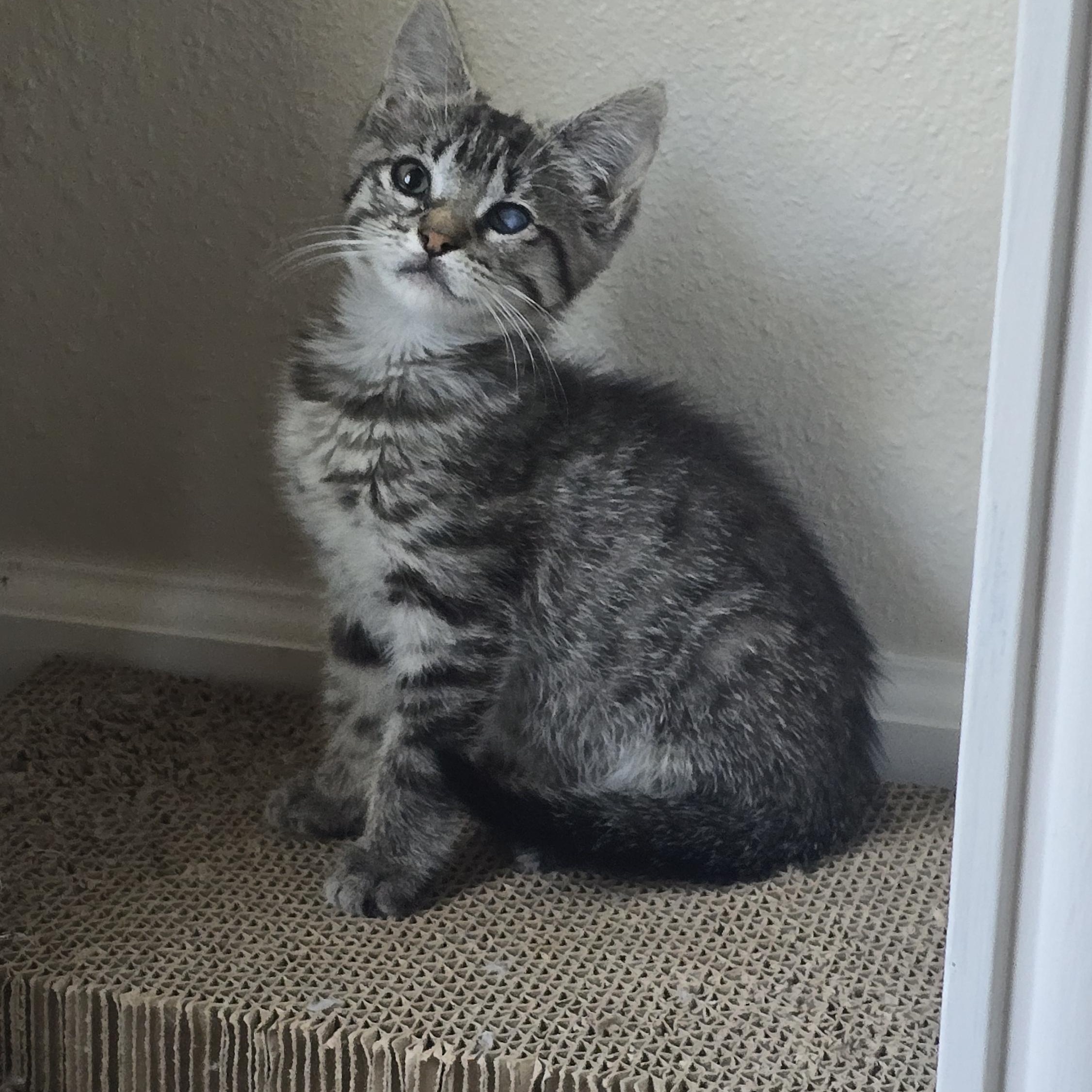 Cloud, Adoptable, Kitten Female Tabby.