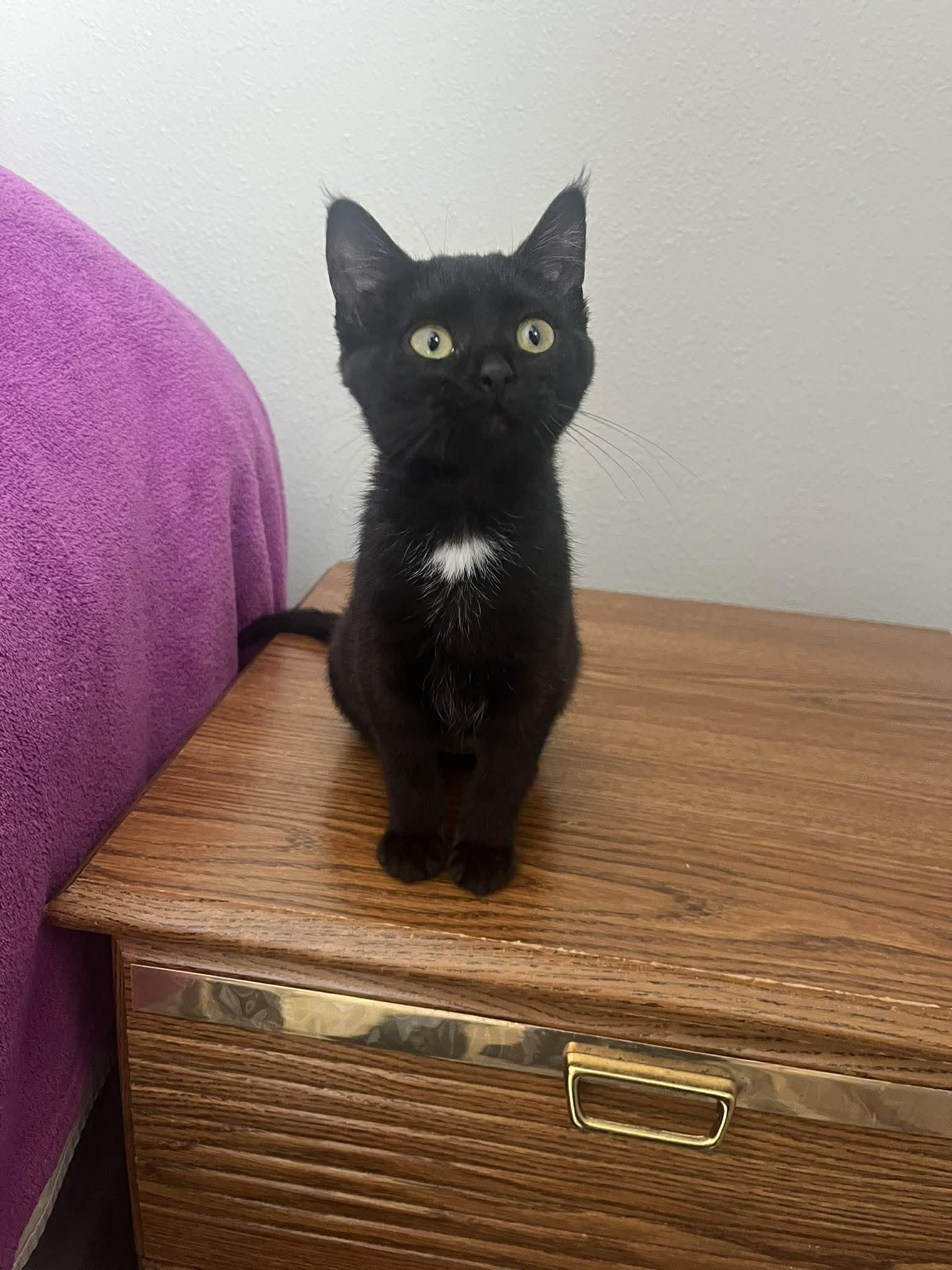 HATTIE MAE, adopted, Kitten Female Domestic Short Hair.