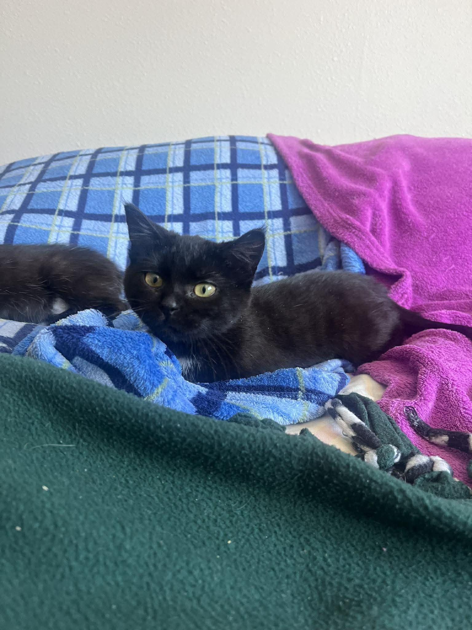 Enlarge HATTIE MAE, an adopted Domestic Short Hair in Grand Forks, ND image 2/3