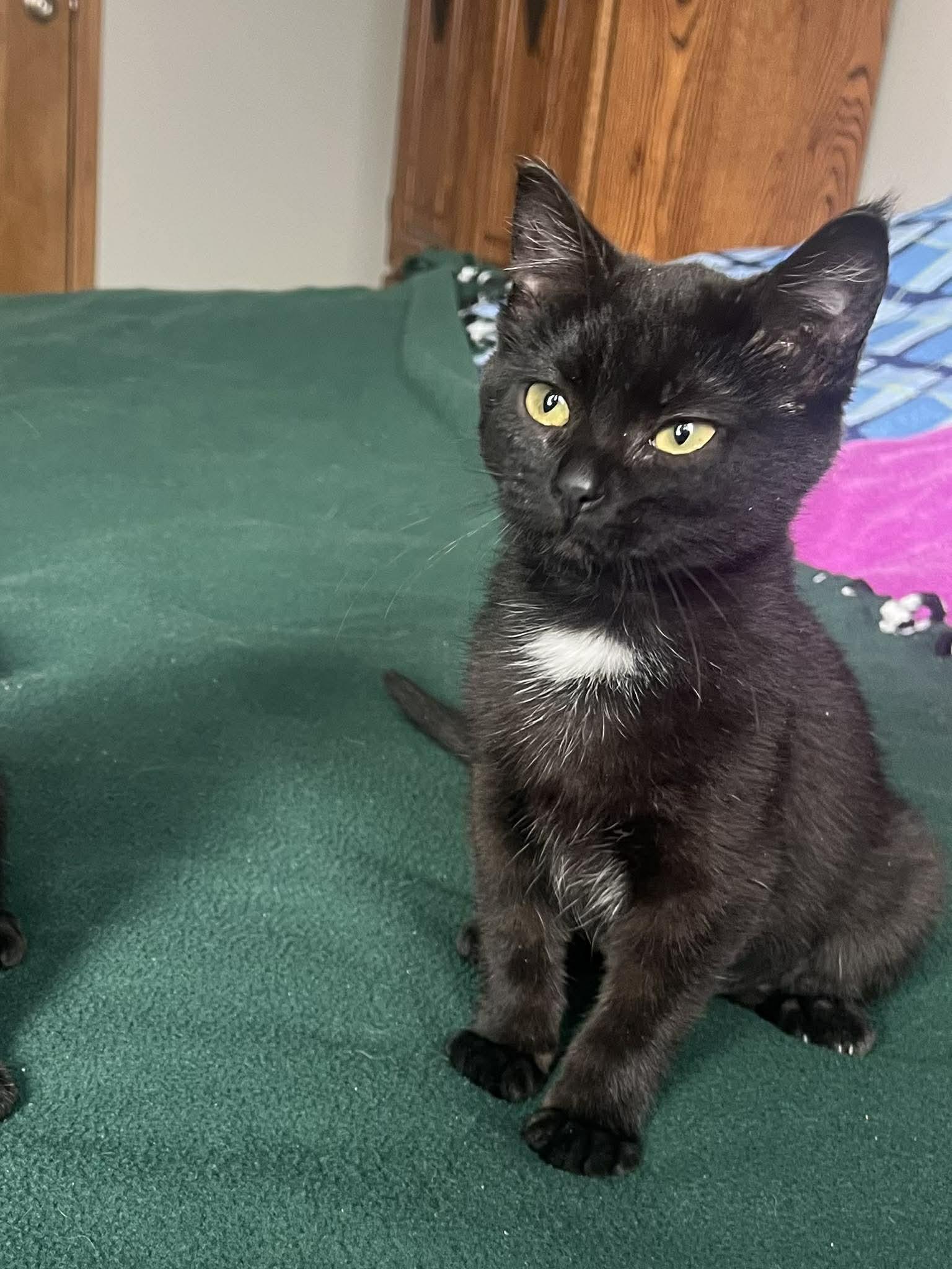 Enlarge HATTIE MAE, an adopted Domestic Short Hair in Grand Forks, ND image 3/3