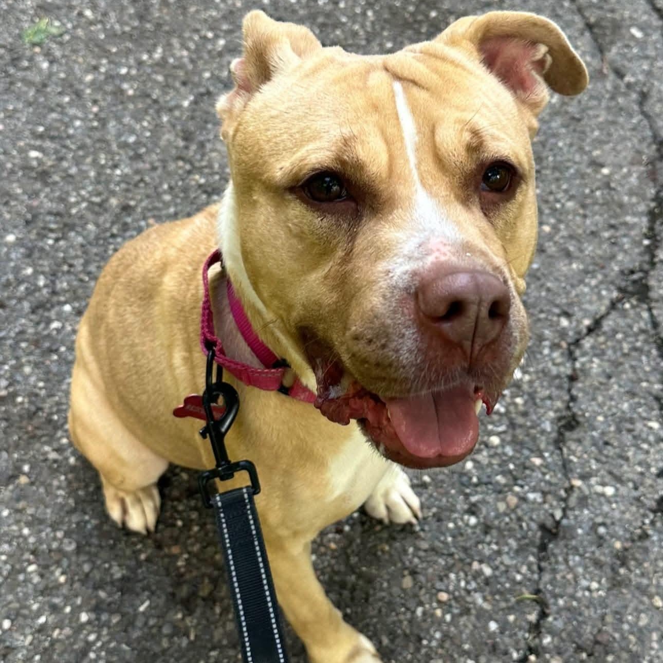 Raya, Adoptable, Adult Female Pit Bull Terrier.