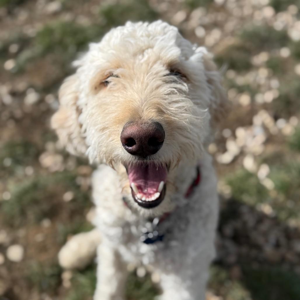 Milo, a Adoptable Mixed Breed in Park City, UT image 1/5