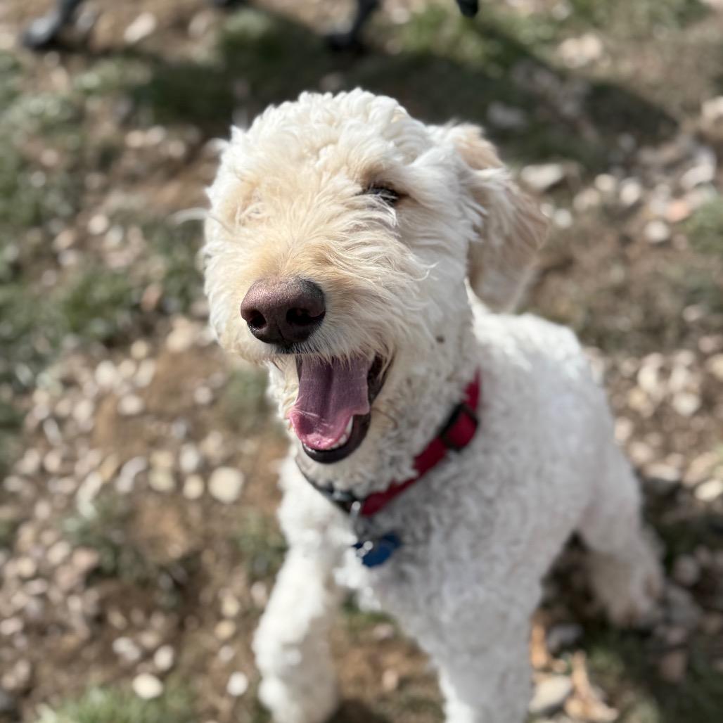 Milo, a Adoptable Mixed Breed in Park City, UT image 2/5