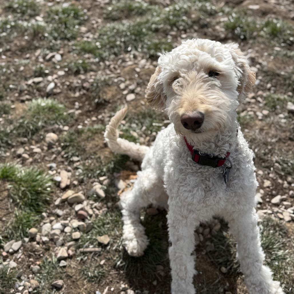 Milo, a Adoptable Mixed Breed in Park City, UT image 5/5