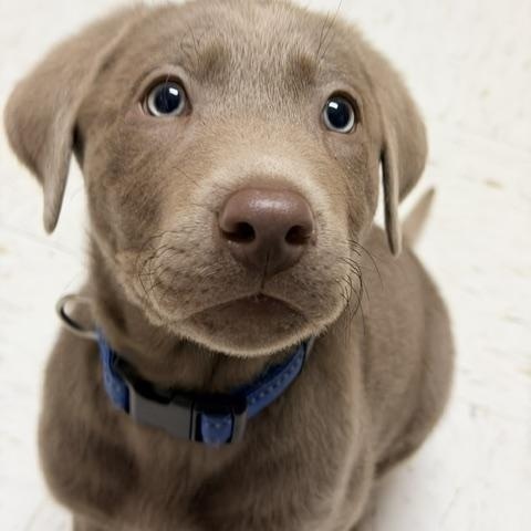 Enlarge Angus, a Adoptable Labrador Retriever in Indianapolis, IN image 2/6