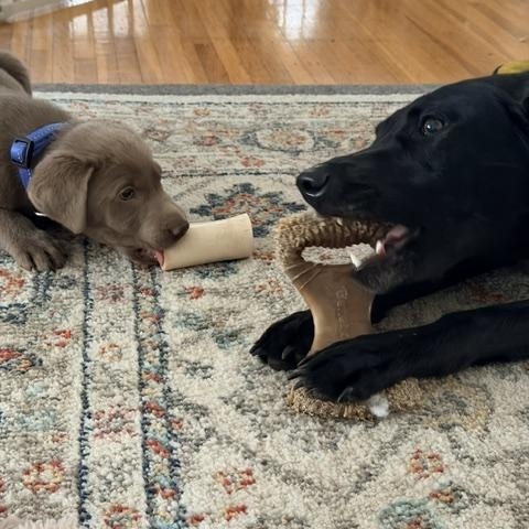 Enlarge Angus, a Adoptable Labrador Retriever in Indianapolis, IN image 6/6