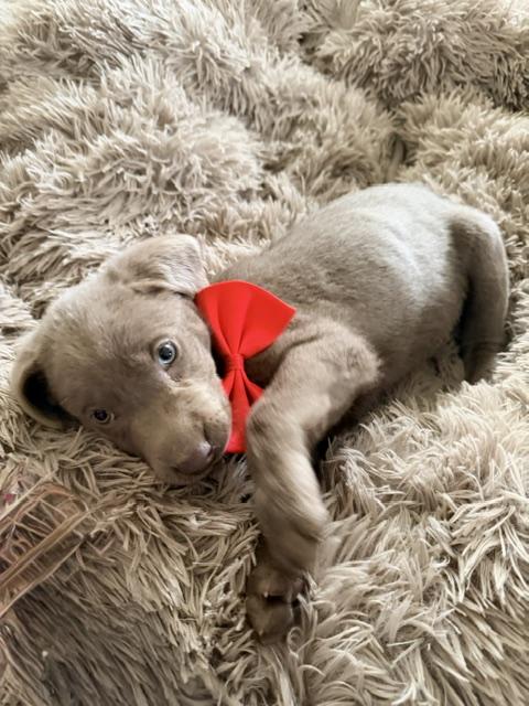 Enlarge Angus, a Adoptable Labrador Retriever in Indianapolis, IN image 5/6