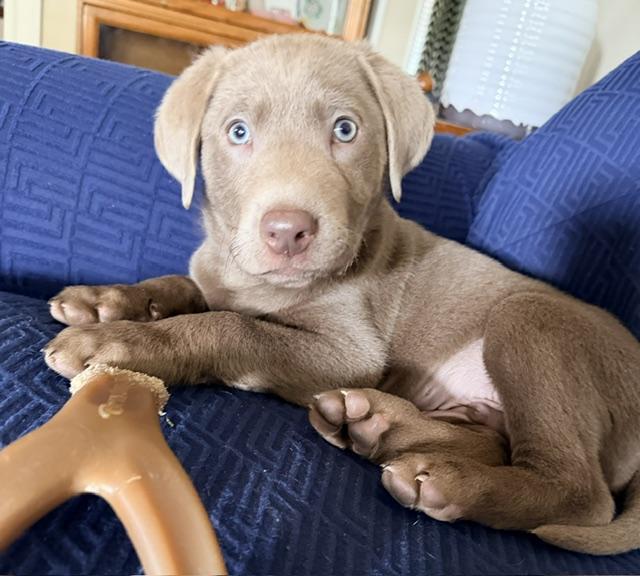 Enlarge Angus, a Adoptable Labrador Retriever in Indianapolis, IN image 1/6