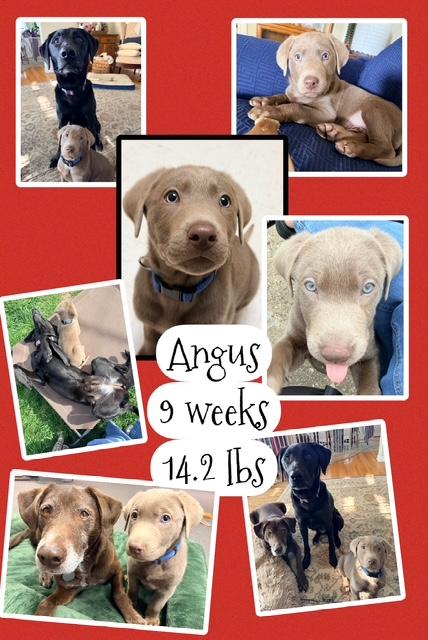 Enlarge Angus, a Adoptable Labrador Retriever in Indianapolis, IN image 4/6
