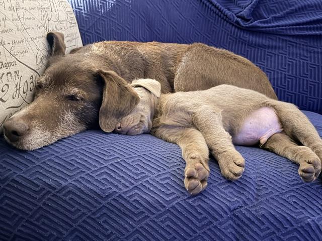 Enlarge Angus, a Adoptable Labrador Retriever in Indianapolis, IN image 3/6