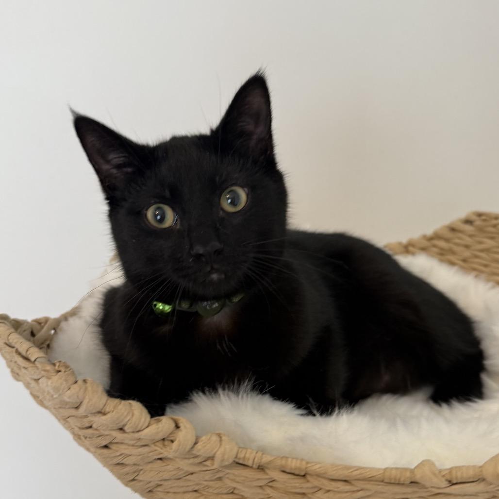 Enlarge John Lennon, a Adoptable Domestic Short Hair in Taylor, MI image 4/6