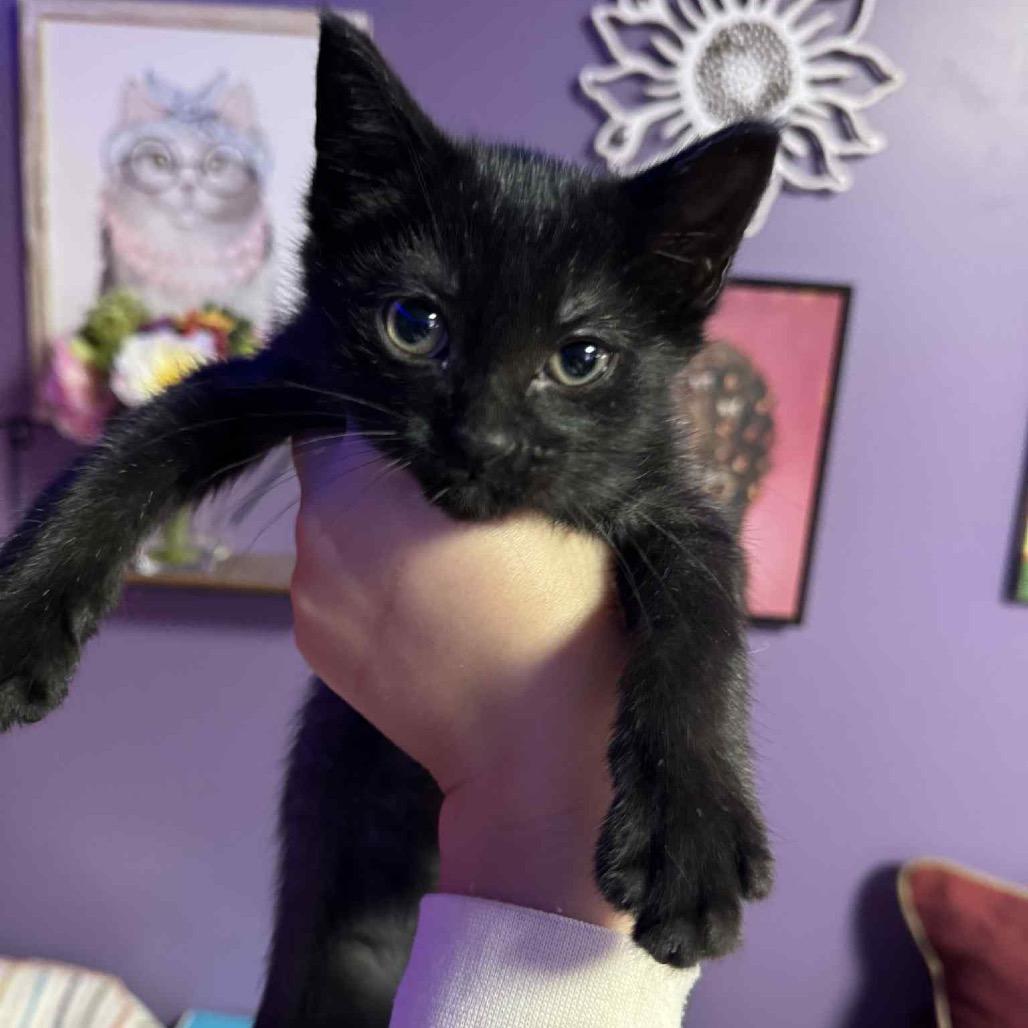 Enlarge John Lennon, a Adoptable Domestic Short Hair in Taylor, MI image 6/6