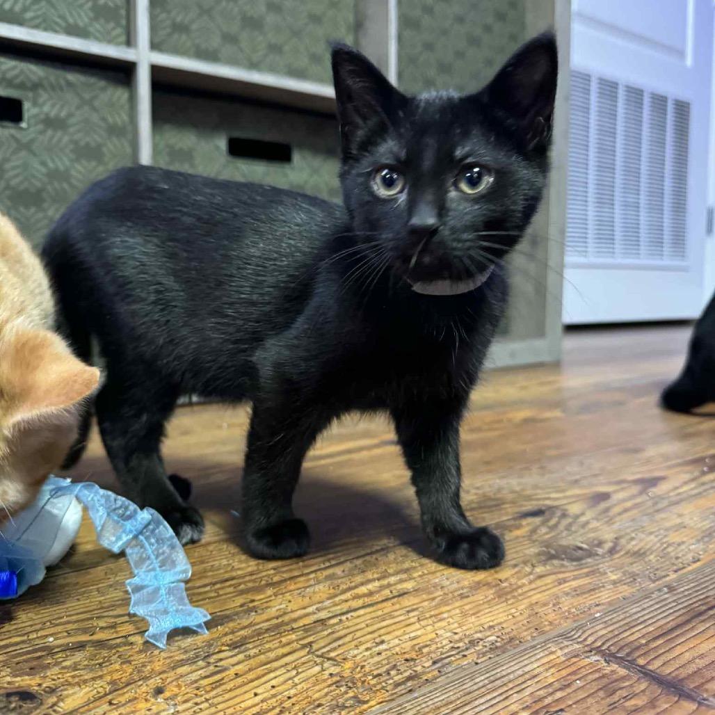 Enlarge John Lennon, a Adoptable Domestic Short Hair in Taylor, MI image 3/6