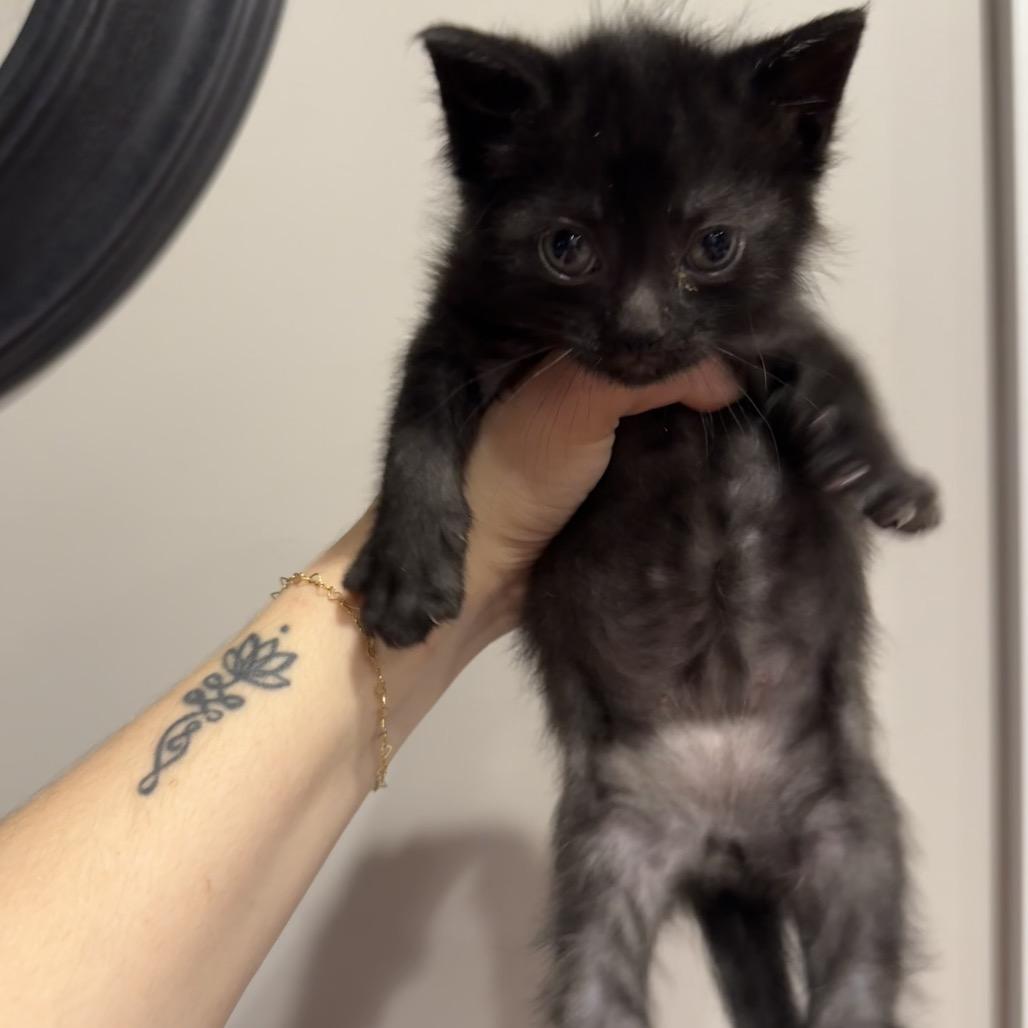 Enlarge John Lennon, a Adoptable Domestic Short Hair in Taylor, MI image 2/6