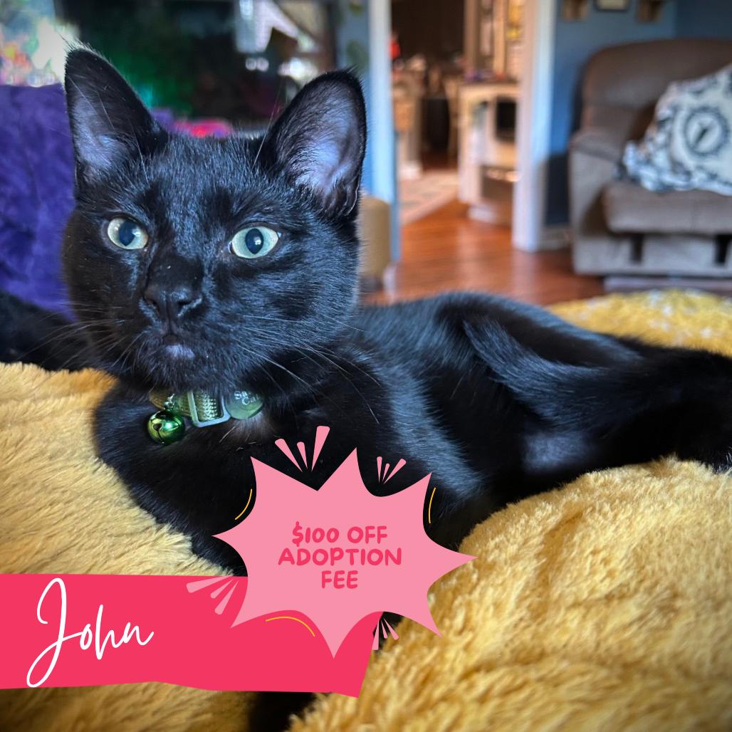 John Lennon, Adoptable, Young Male Domestic Short Hair.