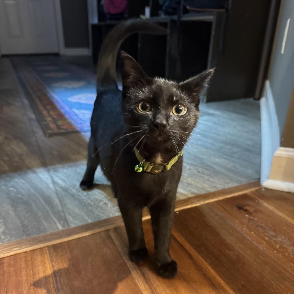 Enlarge John Lennon, a Adoptable Domestic Short Hair in Taylor, MI image 5/6