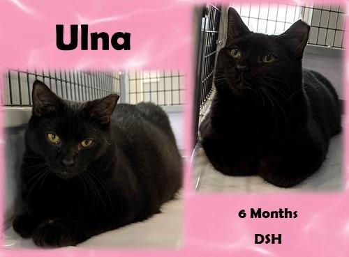 Enlarge Ulna, a Adoptable Domestic Short Hair in Franklin, IN image 1/1