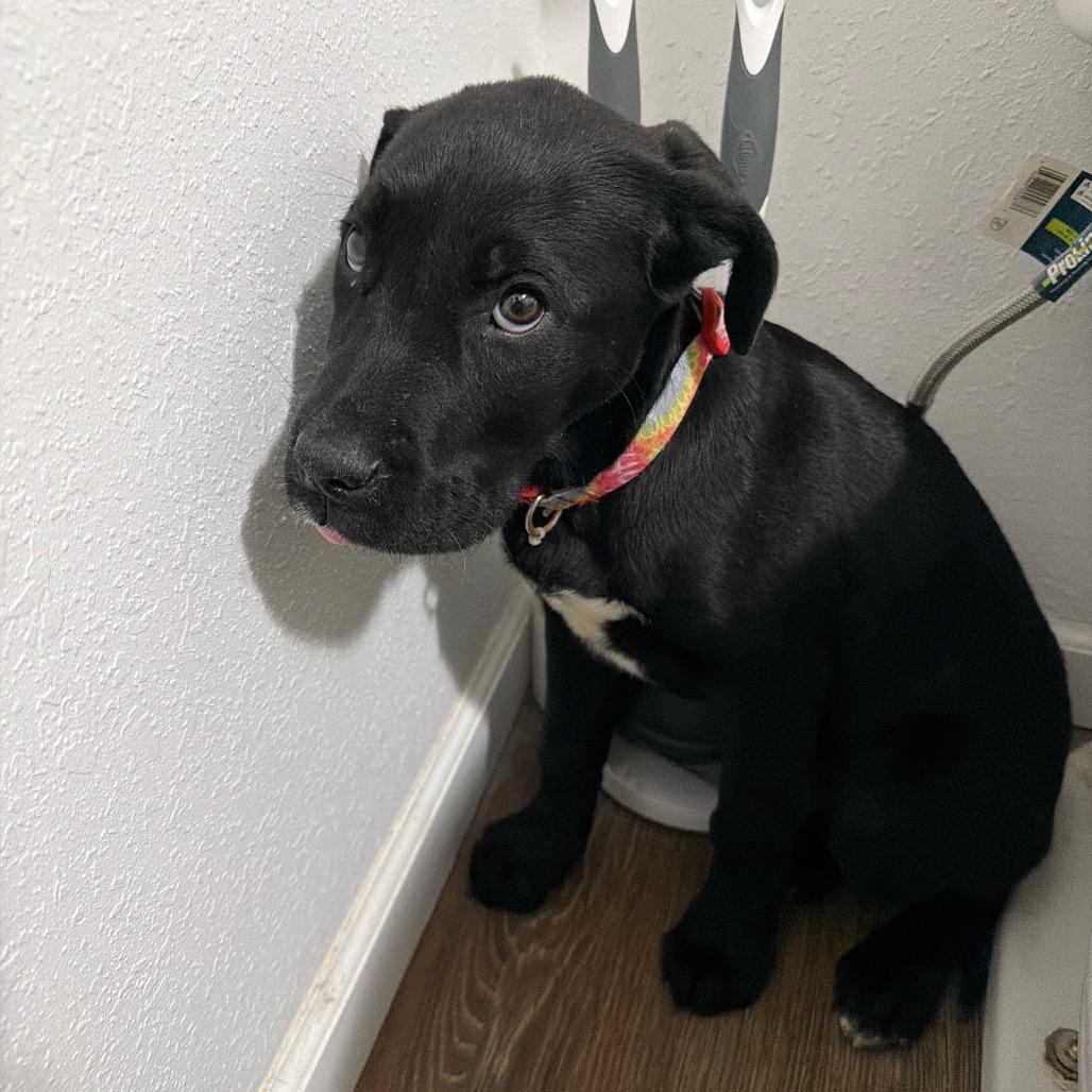 Enlarge Ali, a Adoptable Labrador Retriever in Tipton, IA image 1/2
