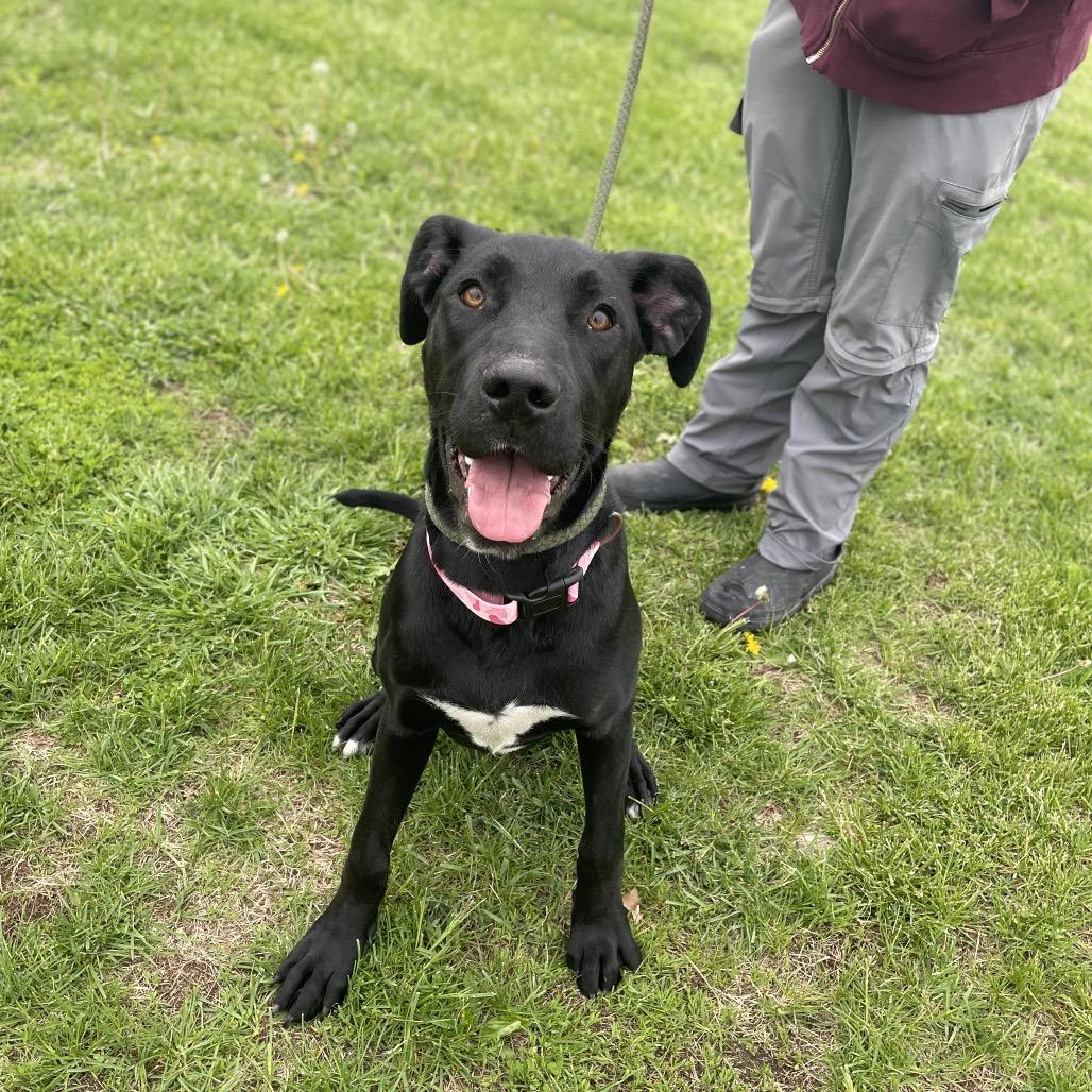 Enlarge Ali, a Adoptable Labrador Retriever in Tipton, IA image 2/2
