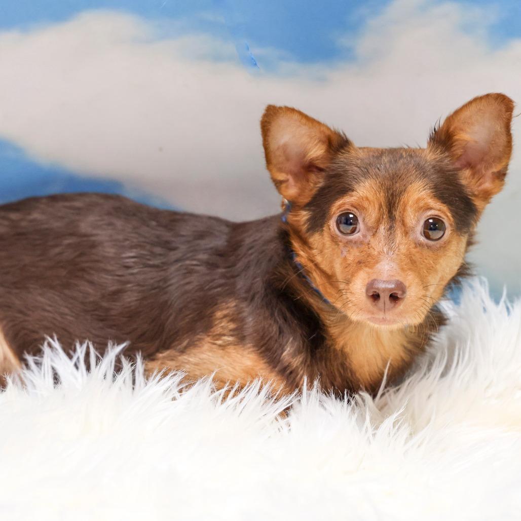 Sippy, Adoptable, Adult Male Chihuahua.