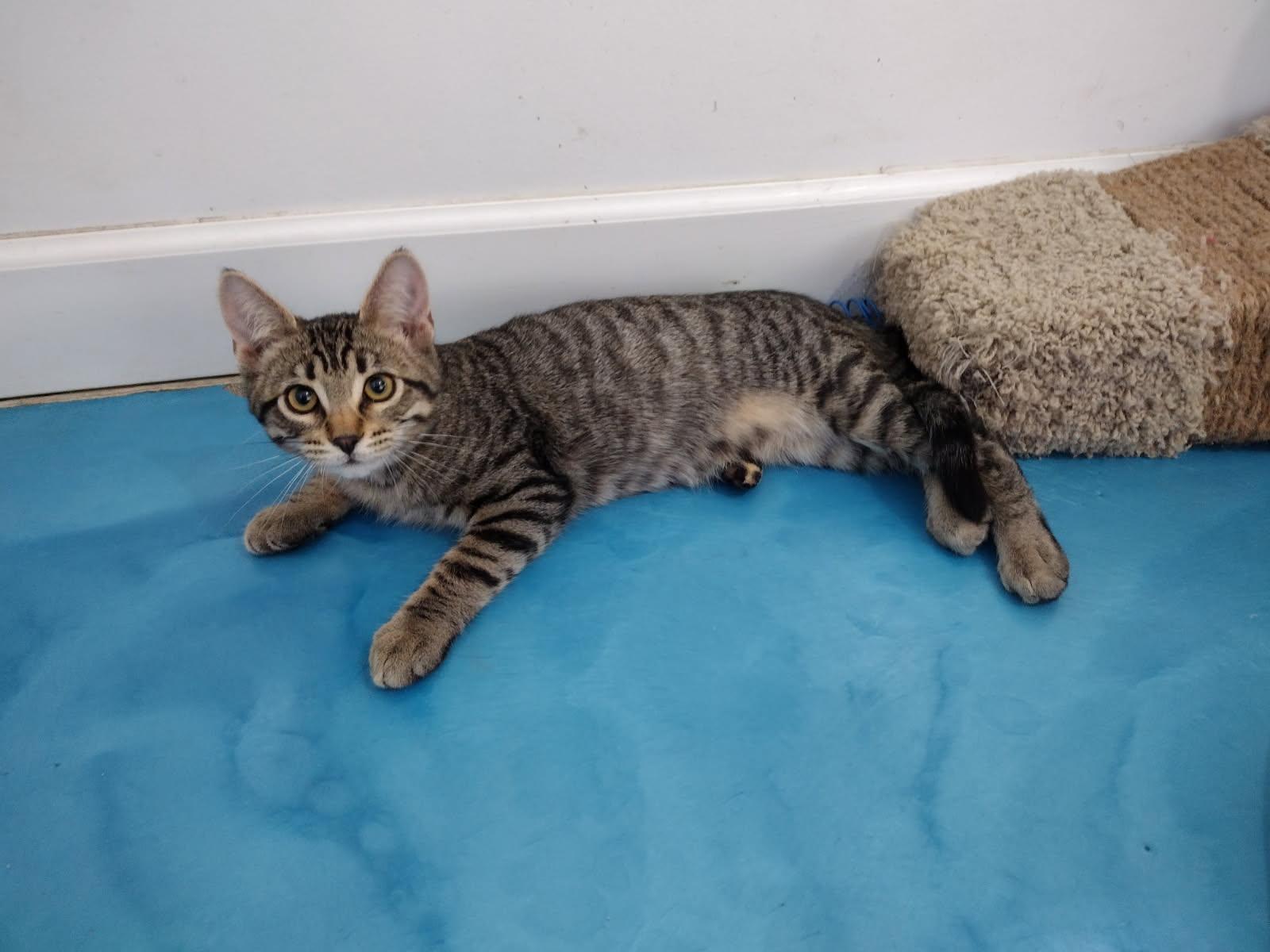 Enlarge Taco, a Adoptable mixed breed in Prescott, AZ image 2/3