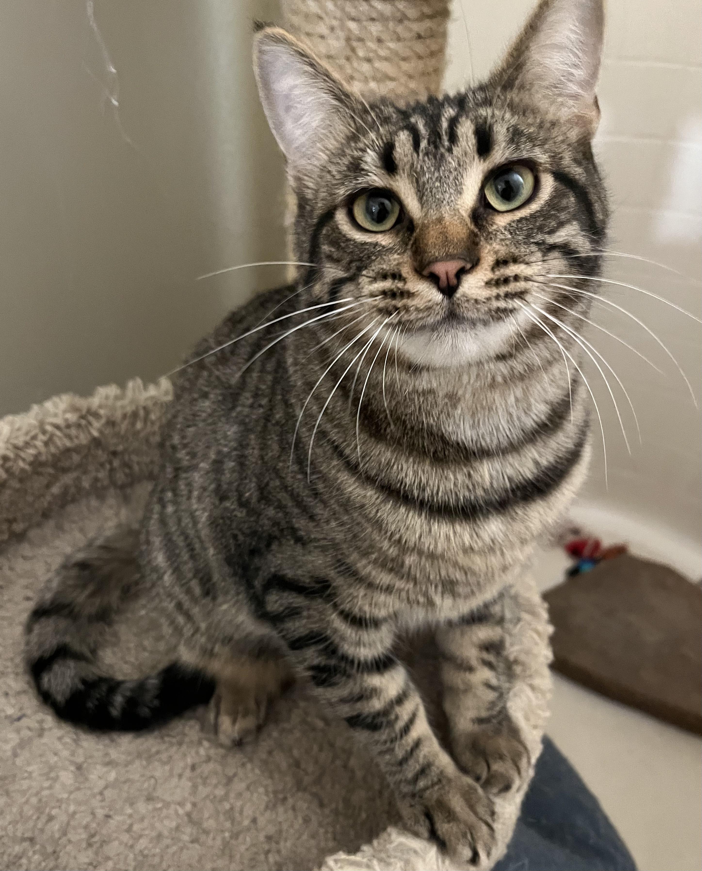 Enlarge Taco, a Adoptable mixed breed in Prescott, AZ image 1/4