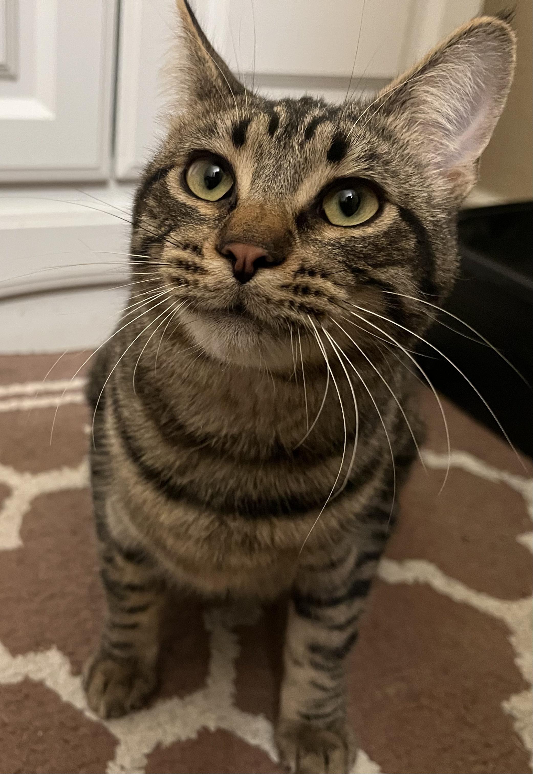 Enlarge Taco, a Adoptable mixed breed in Prescott, AZ image 2/4