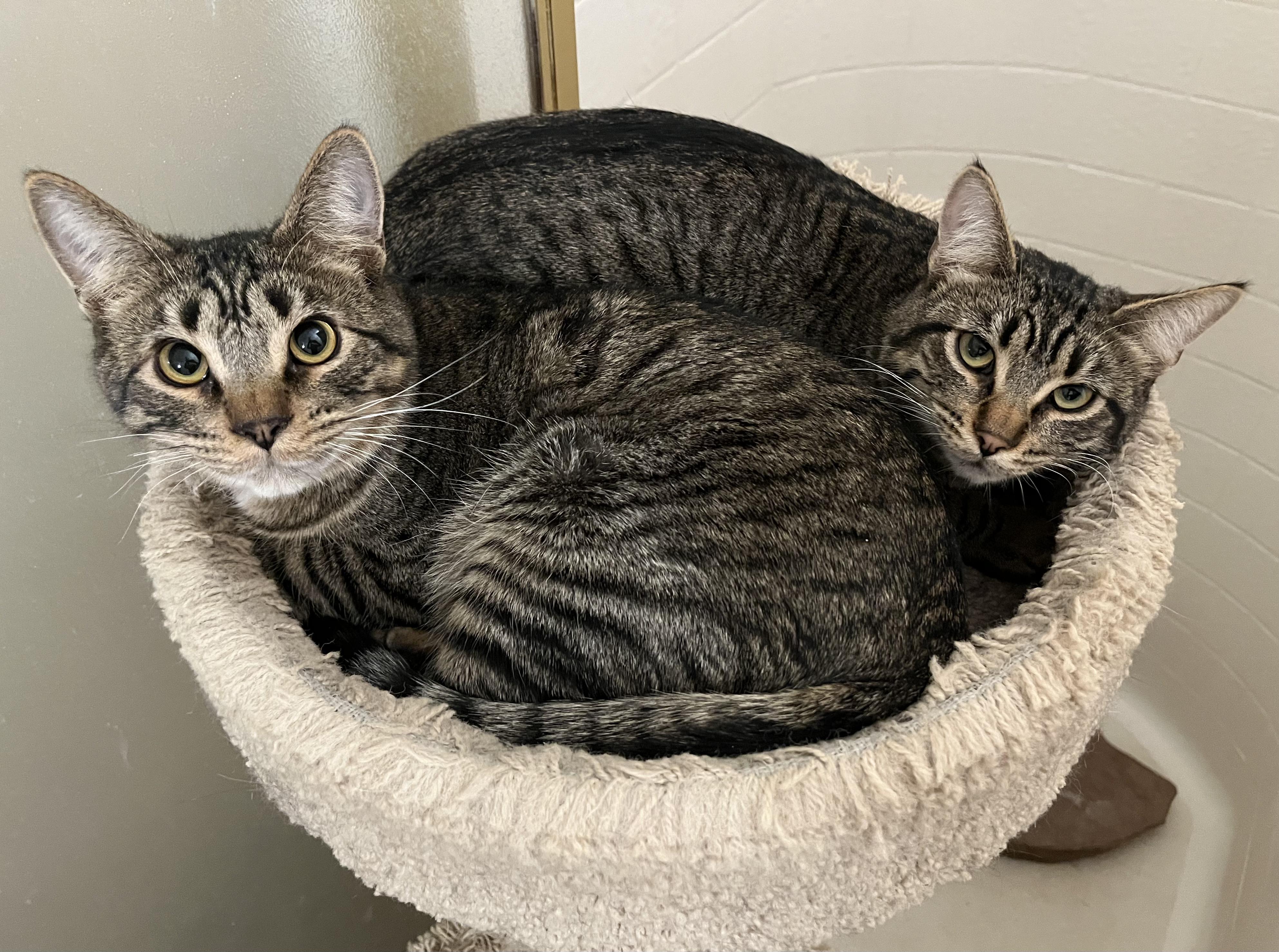 Enlarge Taco, a Adoptable mixed breed in Prescott, AZ image 4/4