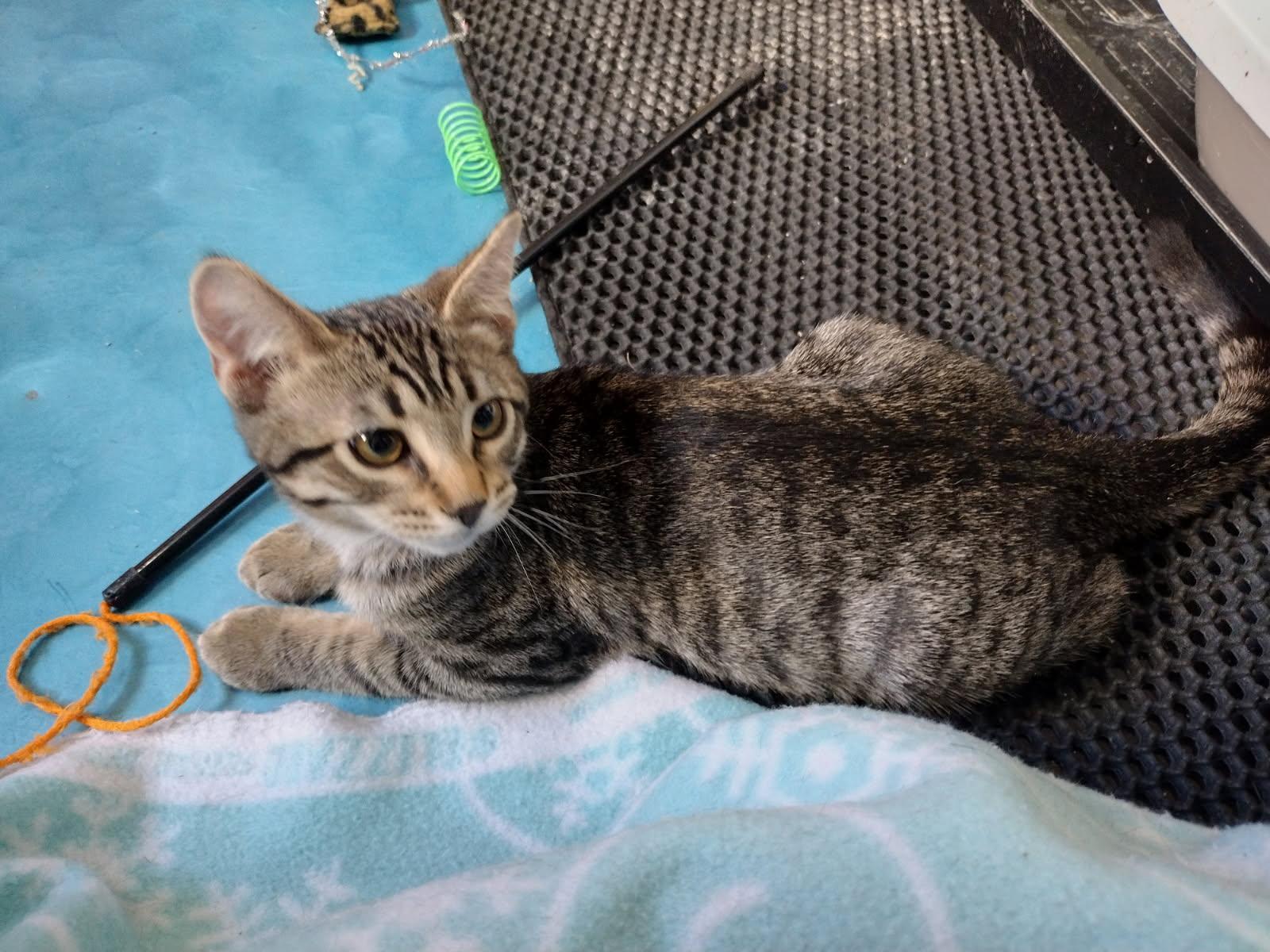 Enlarge Taco, a Adoptable mixed breed in Prescott, AZ image 3/3