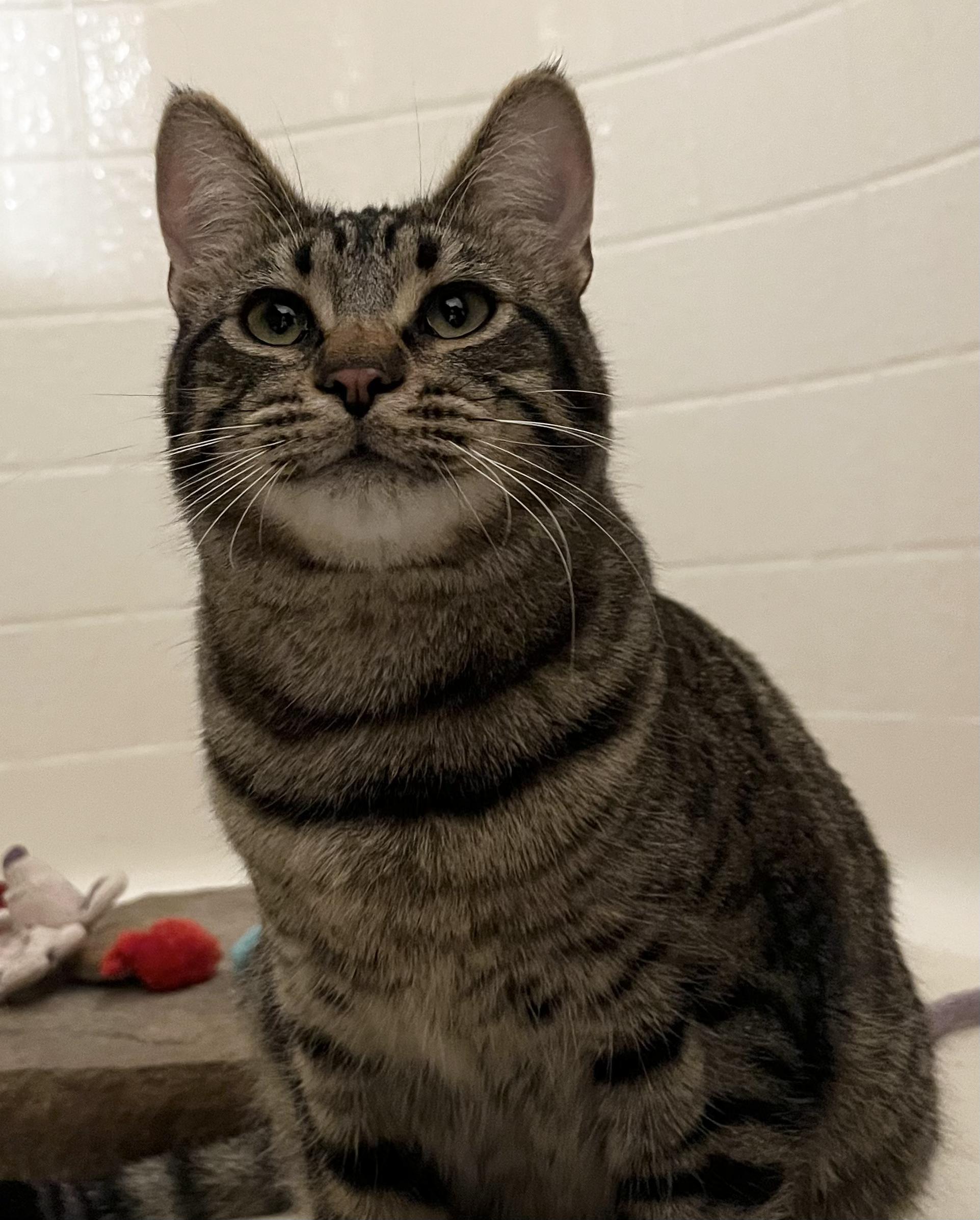 Enlarge Taco, a Adoptable mixed breed in Prescott, AZ image 3/4