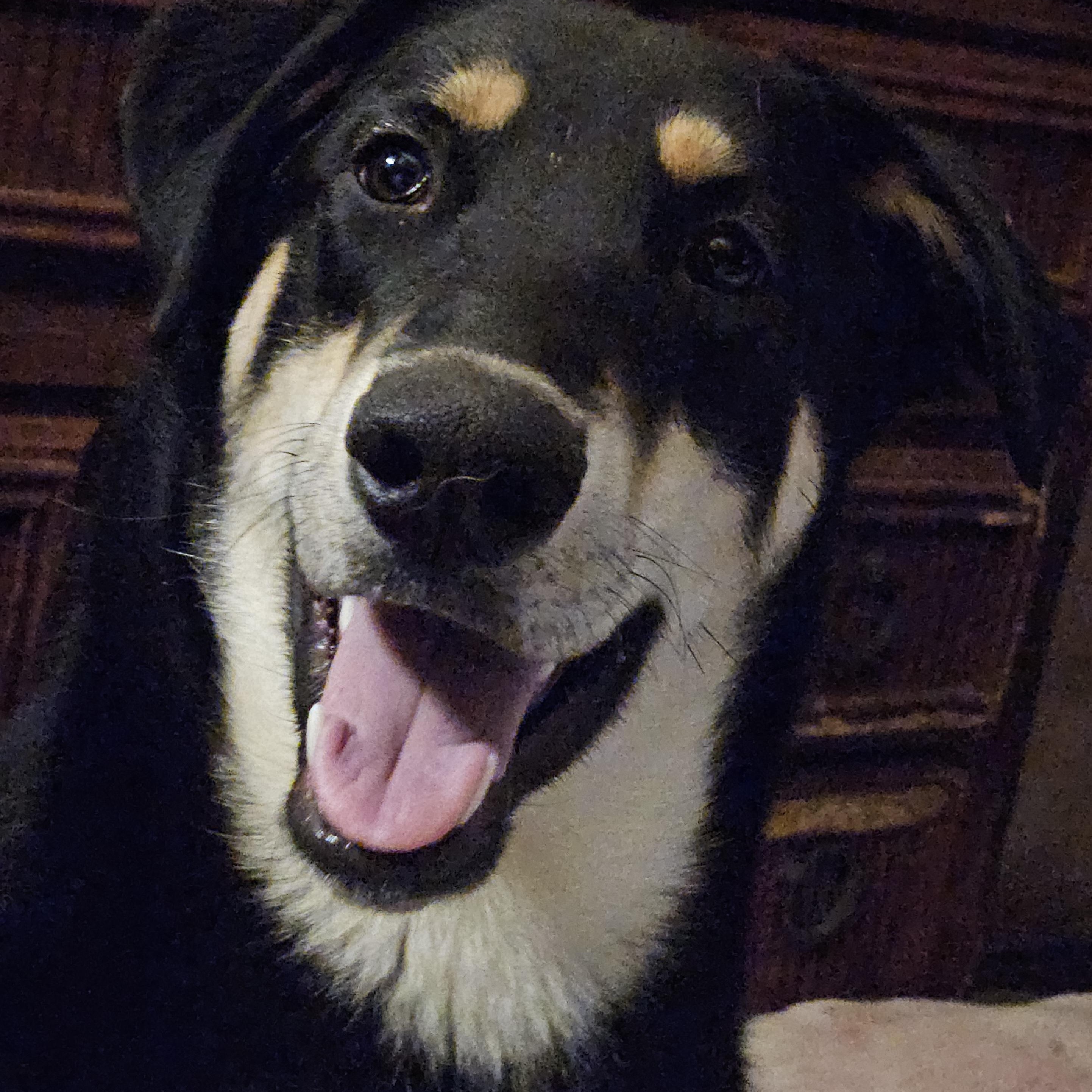 Theo, a Adoptable mixed breed in Roy, WA image 2/3